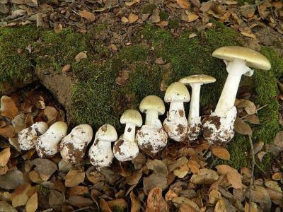 o cogumelo Amanita phalloides