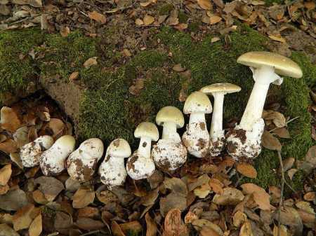 o cogumelo Amanita phalloides