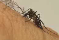 Minas registra 31.303 casos confirmados de dengue neste ano