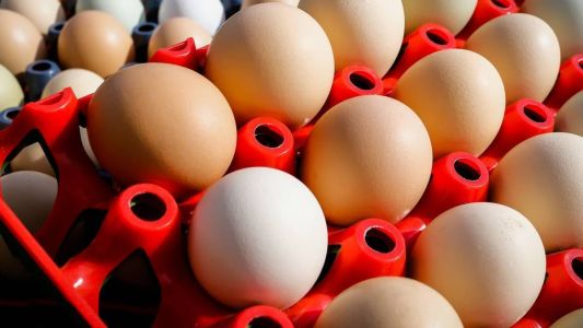 A ABPO informa que em 2022, a produção brasileira de ovos ficou em 52 bilhões de unidades, com consumo per capita de 241 unidades.