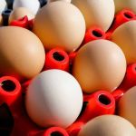 Falta ovo em várias partes do mundo. Brasil corre risco? Entenda 
