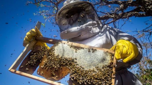 A apicultura será uma das cadeias contempladas com os novos cursos