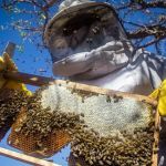 Governo Zema lança cursos para fortalecer quatro cadeias produtivas do agro