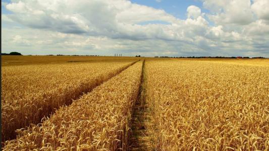 A área a ser colhida este ano deve ser de 77,8 milhões de hectares, 6,3% maior do que a área colhida em 2022