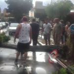 Árvore cai na avenida Silviano Brandão após forte chuva em Belo Horizonte