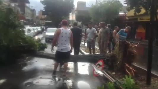 A árvore caiu atravessando a avenida e chegou a derrubar um poste com ela