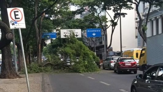 A árvore caiu na faixa esquerda da avenida