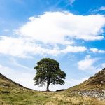 Adolescente é preso suspeito de cortar árvore de 'Robin Hood' em filme com Kevin Costner  