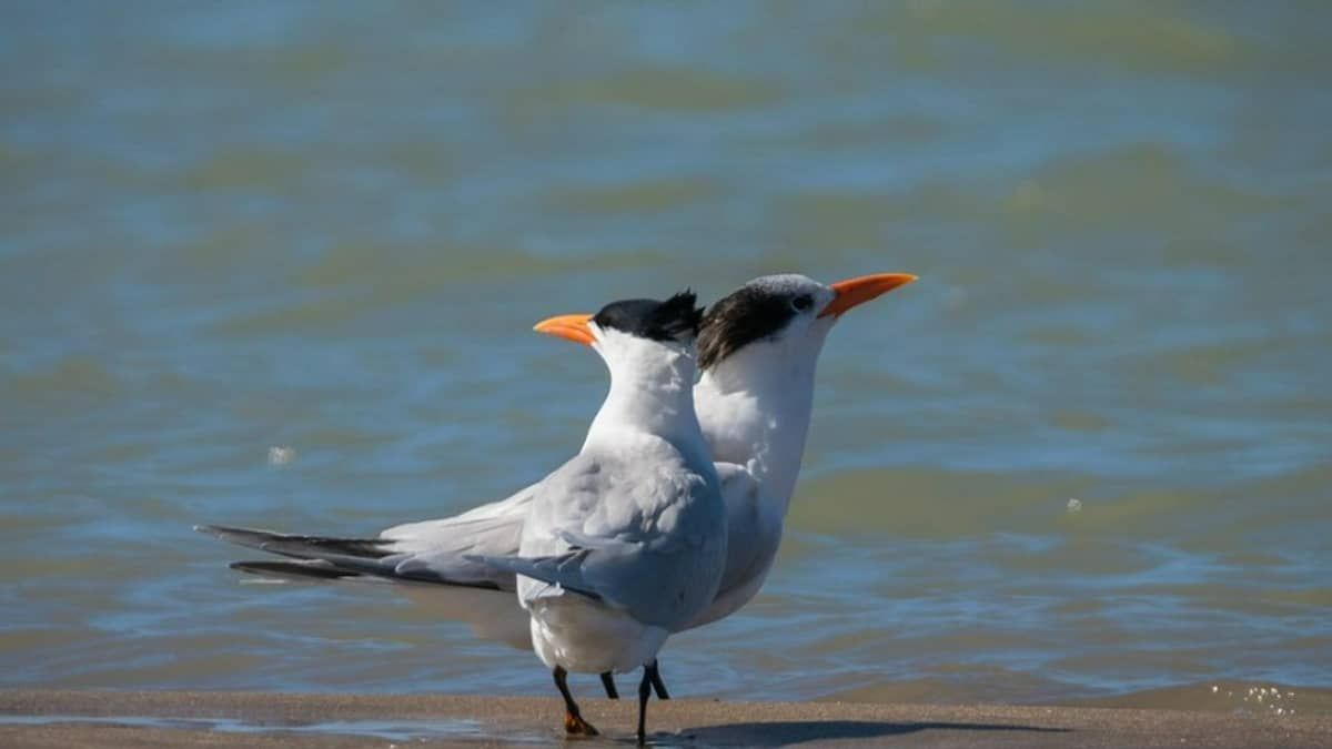 Novos focos de gripe aviária são detectados em aves silvestres no Rio e em São Paulo
