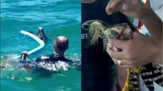 A ave recebeu cuidados e foi devolvida à natureza
