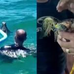 Vídeo: bombeiro de MG em férias no Espírito Santo salva gavião que se afogava no mar e é elogiado por capixabas