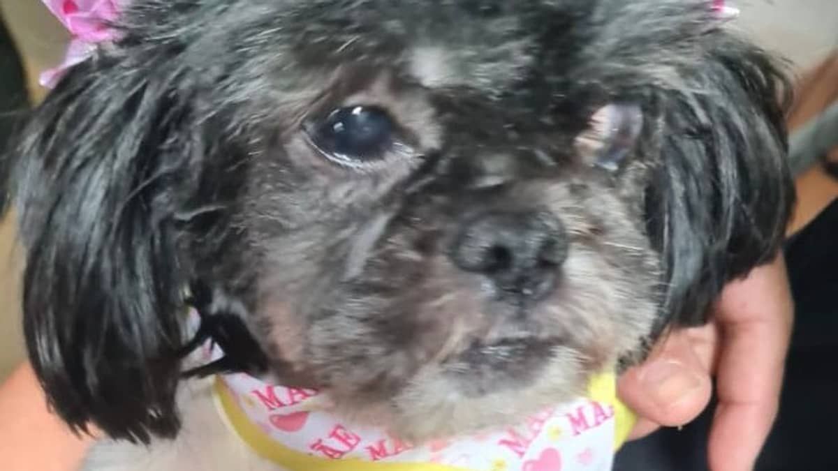 Cadela da raça Shih-Tzu é resgatada sem dentes, cega de um olho e com problemas neurológicos após sofrer maus-tratos em MG