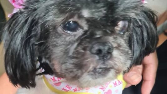 A cadela está sob os cuidados do Fórum Nacional de Proteção e Defesa Animal