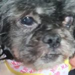 Cadela da raça Shih-Tzu é resgatada sem dentes, cega de um olho e com problemas neurológicos após sofrer maus-tratos em MG