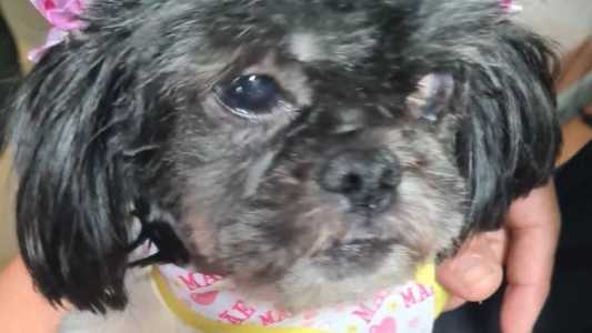 A cadela está sob os cuidados do Fórum Nacional de Proteção e Defesa Animal