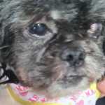 Cadela da raça Shih-Tzu é resgatada sem dentes, cega de um olho e com problemas neurológicos após sofrer maus-tratos em MG