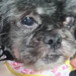 Cadela da raça Shih-Tzu é resgatada sem dentes, cega de um olho e com problemas neurológicos após sofrer maus-tratos em MG
