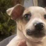 'Vou deixar ela aqui para ser atropelada e morrer': filhote abandonada é resgatada em BH e busca novo lar