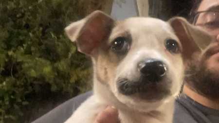 A cadela foi resgatada na região da Savassi