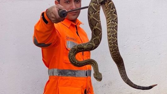 A captura foi efetuada na manhã desta quinta-feira (20)