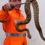 Bombeiros capturam cascavel dentro de presídio na Grande BH