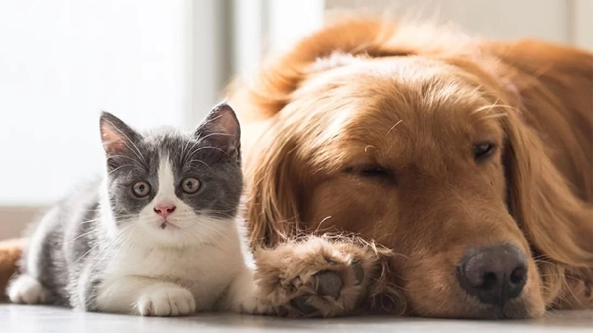 Prefeitura de Ouro Preto realiza 3º Mutirão de Castração de Cães e Gatos