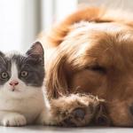 Prefeitura de Ouro Preto realiza 3º Mutirão de Castração de Cães e Gatos