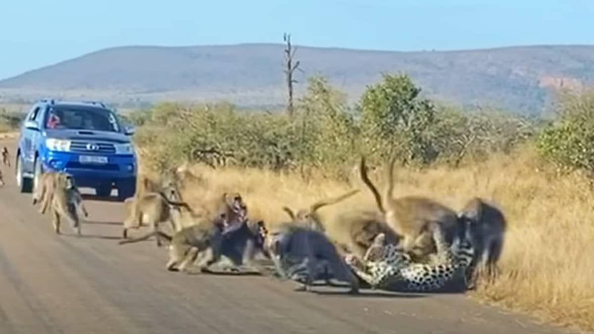 Vídeo: leopardo tenta comer babuíno e acaba sendo perseguido por dezenas de macacos 