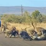 Vídeo: leopardo tenta comer babuíno e acaba sendo perseguido por dezenas de macacos 