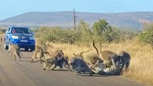 A cena foi registrada pelo Parque Nacional Kruger, na África do Sul