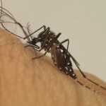 Município de Minas Gerais registra morte por dengue hemorrágica
