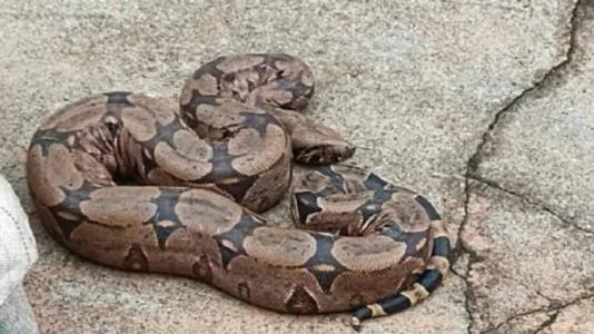 A cobra de 1,5 metro foi encontrada vomitando um gato