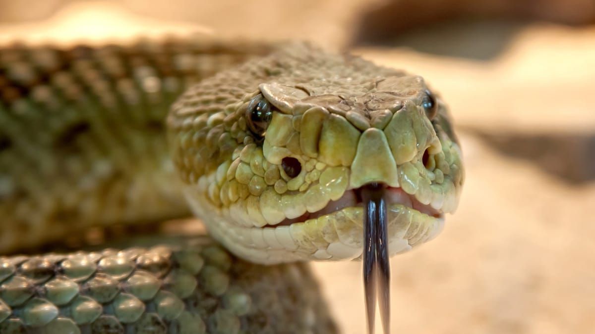 Cobras se alimentam de humanos? Entenda como esses animais conseguem engolir presas gigantes