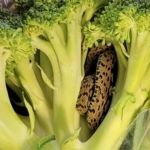 Idoso encontra cobra em embalagem de brócolis comprada em supermercado