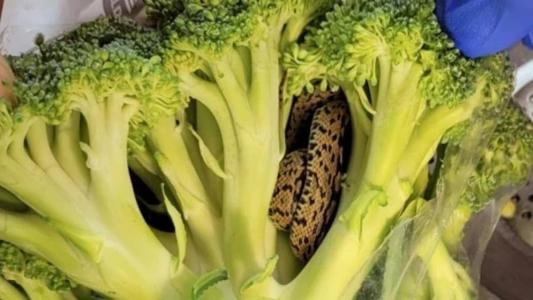 A cobra que estava na plantação foi embalada junto com o vegetal