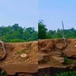 Vídeo: maior cobra venenosa do mundo é vista 'em pé' na Índia e imagens repercutem