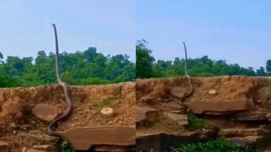 A cobra-real é considerada a maior serpente venenosa do mundo