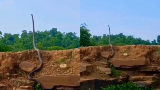 A cobra-real é considerada a maior serpente venenosa do mundo