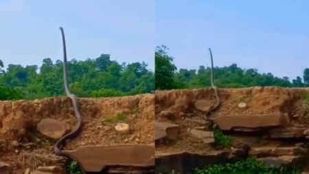 A cobra-real é considerada a maior serpente venenosa do mundo
