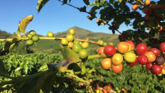 A colheita do café está bem no início. As regiões planas são as que começam esse trabalho primeiro. E as montanhosas são as últimas