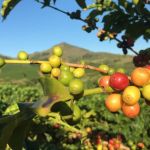 Dia Mundial do Café: Safra 2023 promete 8 milhões de sacas a mais do que em 2022