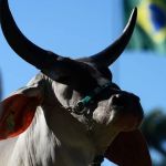 ABCZ  leva programa de melhoramento genético para criatório na Bolívia; veja fotos  