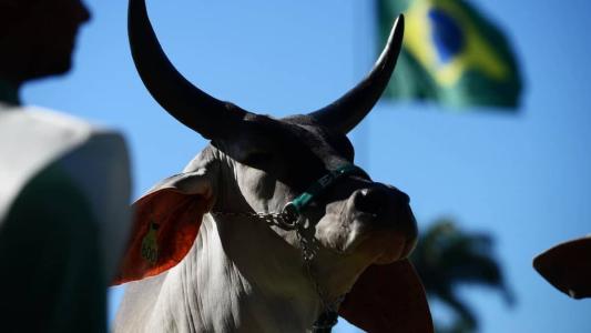 A conformação, temperamento e a constituição de seus tecidos são alguns dos principais atributos