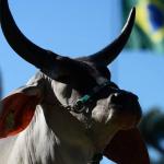 ABCZ leva programa de melhoramento genético para criatório na Bolívia; veja fotos