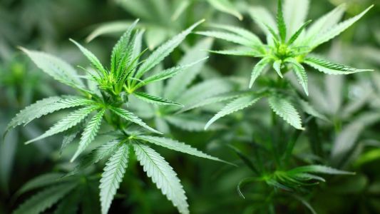 A decisão de liberar o plantio de maconha para fins medicinais é inédita no tribunal