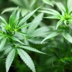 Dino derruba prisão de homem que portava 7 gramas de maconha; STF julga o tema nesta quarta