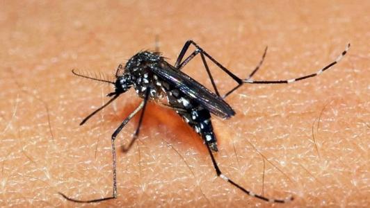 A dengue é transmitida a partir da picada do mosquito Aedes aegypti