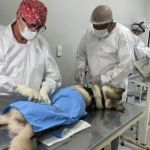 Prefeitura oferta vagas diárias de castração gratuita em novembro; confira