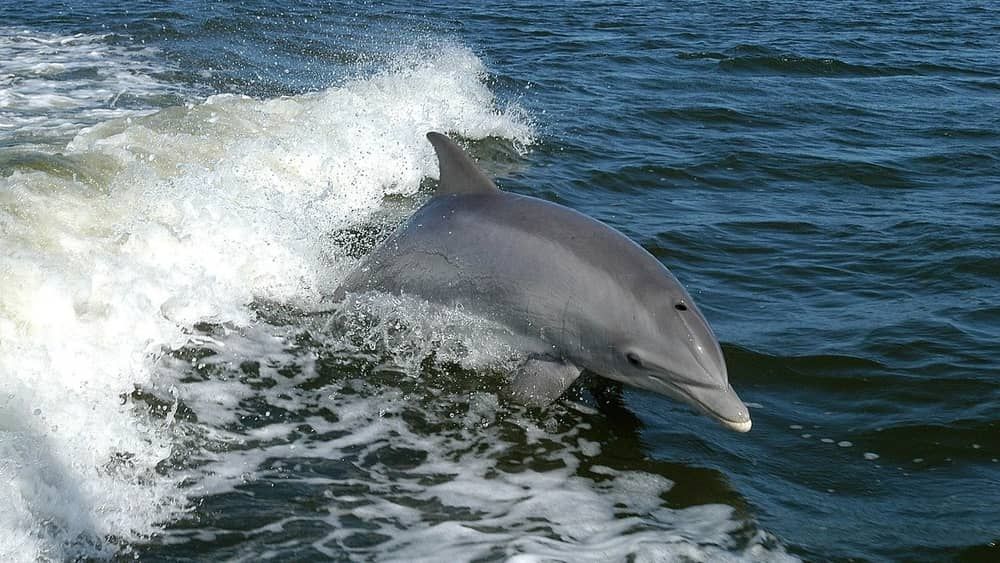 Leptospirose 'invade' costa brasileira e infecta golfinhos e baleias 