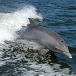 Leptospirose 'invade' costa brasileira e infecta golfinhos e baleias 